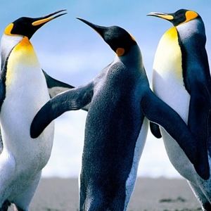 Meet your Posher, Angelia